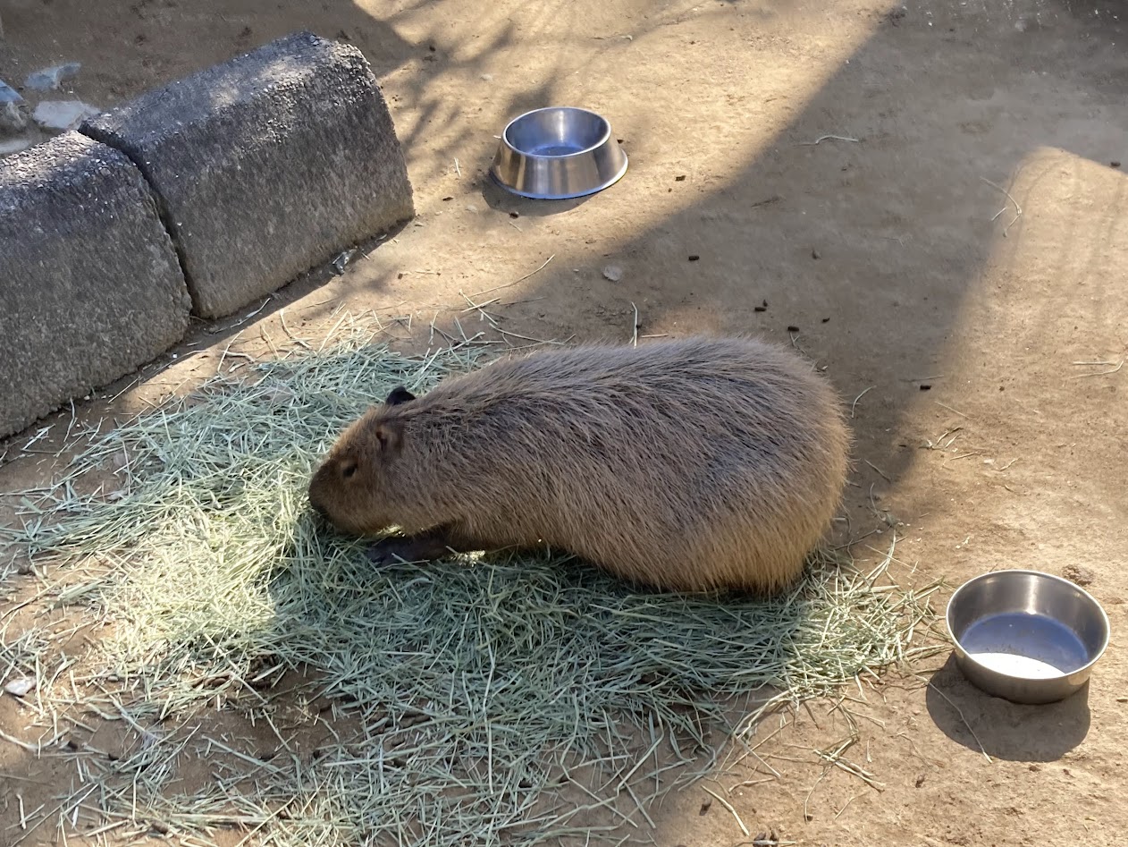 和歌山城の動物園を郊外に！